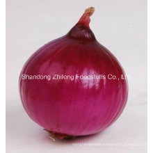 Red and Yellow Onion in Good Quality